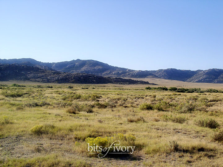 Wyoming Sagebrush