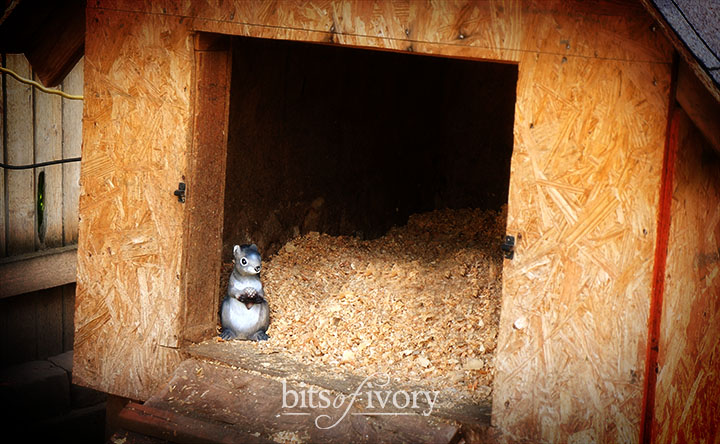 The family squirrel hiding in the duck house