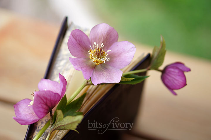 Book with Lenten Rose