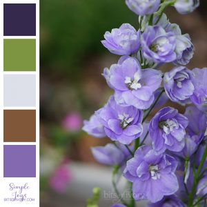 Delphiniums with color swatches